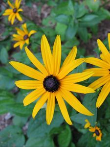 Preview wallpaper rudbeckia, flowers, flowerbed, green, close-up