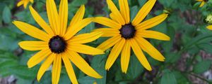 Preview wallpaper rudbeckia, flowers, flowerbed, green, close-up