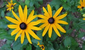 Preview wallpaper rudbeckia, flowers, flowerbed, green, close-up