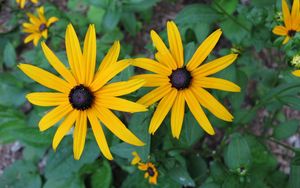 Preview wallpaper rudbeckia, flowers, flowerbed, green, close-up