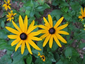 Preview wallpaper rudbeckia, flowers, flowerbed, green, close-up