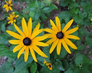 Preview wallpaper rudbeckia, flowers, flowerbed, green, close-up