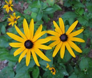 Preview wallpaper rudbeckia, flowers, flowerbed, green, close-up