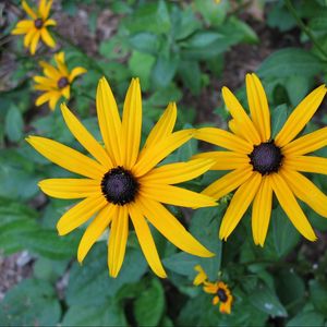 Preview wallpaper rudbeckia, flowers, flowerbed, green, close-up