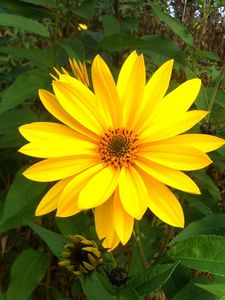 Preview wallpaper rudbeckia, flowers, flowerbed, green