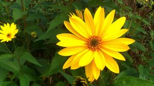 Preview wallpaper rudbeckia, flowers, flowerbed, green