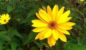 Preview wallpaper rudbeckia, flowers, flowerbed, green