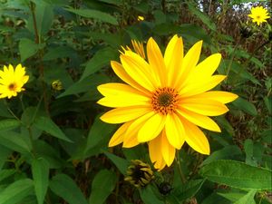 Preview wallpaper rudbeckia, flowers, flowerbed, green