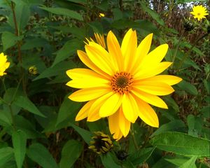 Preview wallpaper rudbeckia, flowers, flowerbed, green