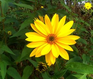 Preview wallpaper rudbeckia, flowers, flowerbed, green