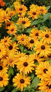 Preview wallpaper rudbeckia, flowers, flowerbed, green, bright