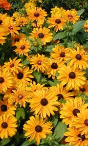 Preview wallpaper rudbeckia, flowers, flowerbed, green, bright