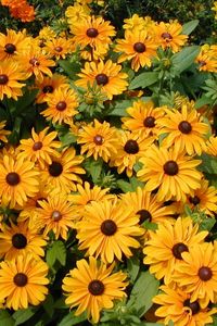 Preview wallpaper rudbeckia, flowers, flowerbed, green, bright