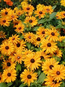 Preview wallpaper rudbeckia, flowers, flowerbed, green, bright