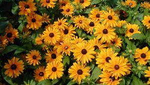 Preview wallpaper rudbeckia, flowers, flowerbed, green, bright