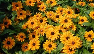 Preview wallpaper rudbeckia, flowers, flowerbed, green, bright