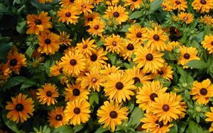 Preview wallpaper rudbeckia, flowers, flowerbed, green, bright