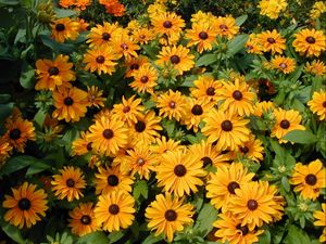 Preview wallpaper rudbeckia, flowers, flowerbed, green, bright