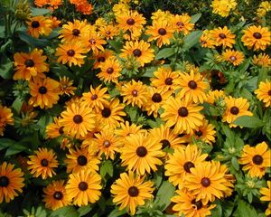 Preview wallpaper rudbeckia, flowers, flowerbed, green, bright