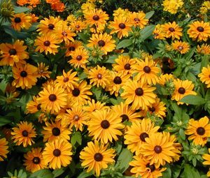 Preview wallpaper rudbeckia, flowers, flowerbed, green, bright