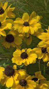 Preview wallpaper rudbeckia, flowers, grass