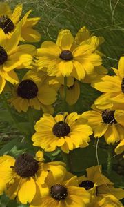 Preview wallpaper rudbeckia, flowers, grass