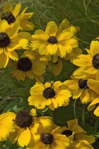 Preview wallpaper rudbeckia, flowers, grass