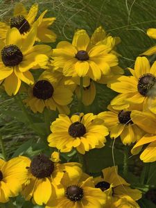 Preview wallpaper rudbeckia, flowers, grass