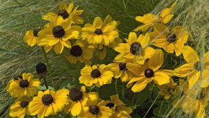 Preview wallpaper rudbeckia, flowers, grass