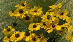 Preview wallpaper rudbeckia, flowers, grass