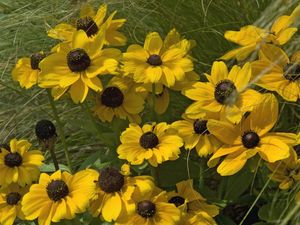 Preview wallpaper rudbeckia, flowers, grass