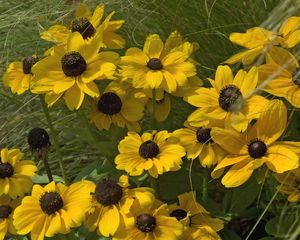 Preview wallpaper rudbeckia, flowers, grass