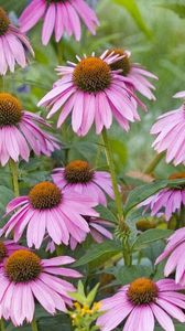 Preview wallpaper rudbeckia, flowers, herbs, bed, close-up