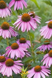 Preview wallpaper rudbeckia, flowers, herbs, bed, close-up