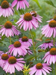 Preview wallpaper rudbeckia, flowers, herbs, bed, close-up