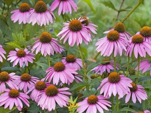 Preview wallpaper rudbeckia, flowers, herbs, bed, close-up