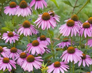 Preview wallpaper rudbeckia, flowers, herbs, bed, close-up