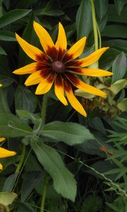 Preview wallpaper rudbeckia, flowers, herbs, summer