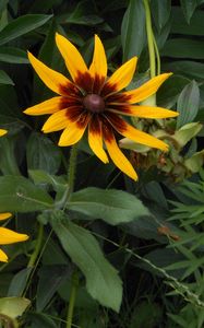 Preview wallpaper rudbeckia, flowers, herbs, summer