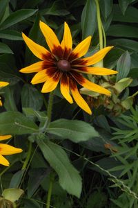 Preview wallpaper rudbeckia, flowers, herbs, summer