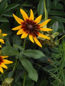 Preview wallpaper rudbeckia, flowers, herbs, summer