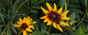 Preview wallpaper rudbeckia, flowers, herbs, summer