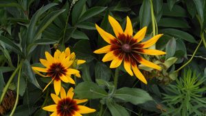 Preview wallpaper rudbeckia, flowers, herbs, summer