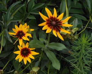 Preview wallpaper rudbeckia, flowers, herbs, summer