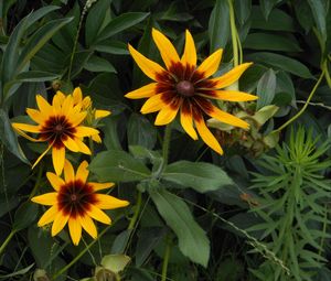 Preview wallpaper rudbeckia, flowers, herbs, summer