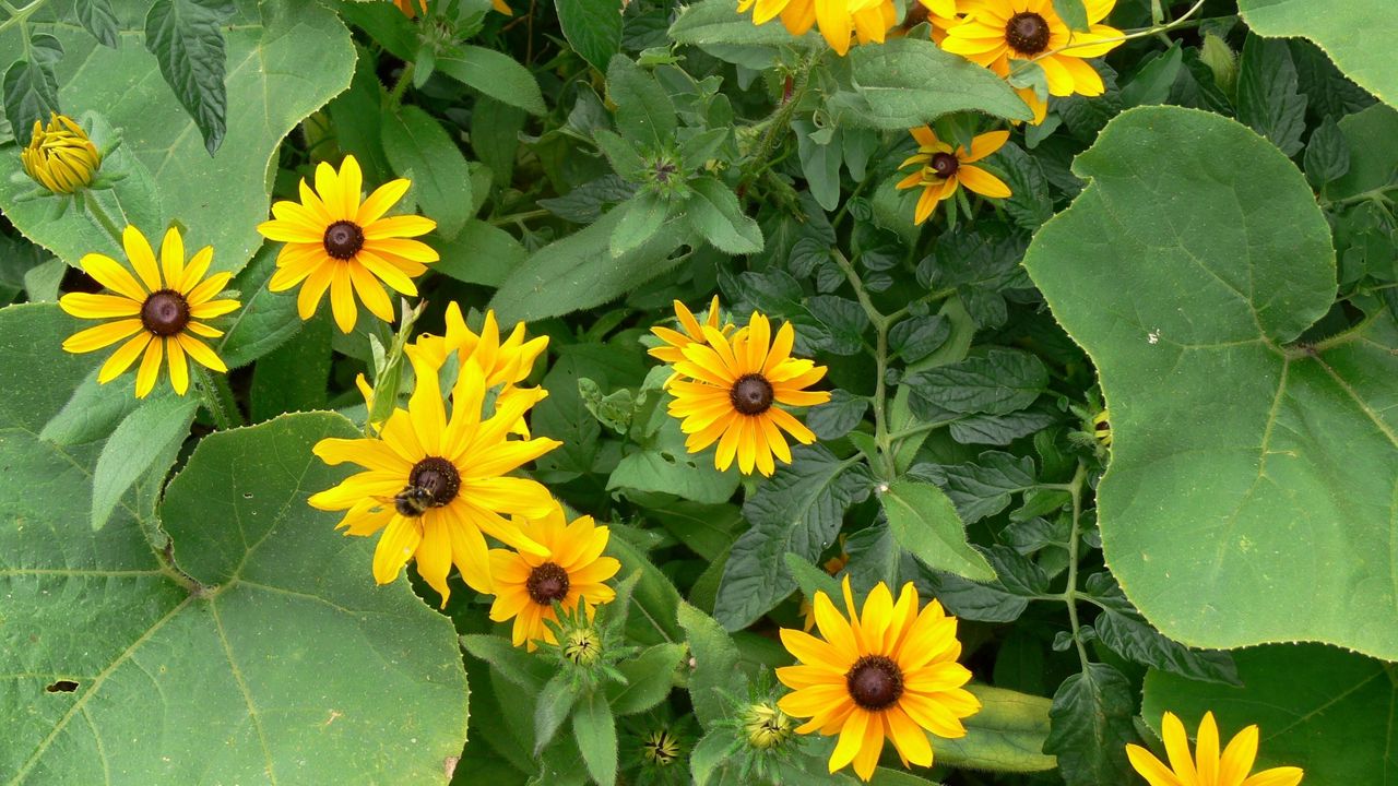 Wallpaper rudbeckia, flowers, herbs