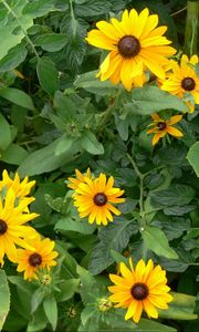 Preview wallpaper rudbeckia, flowers, herbs