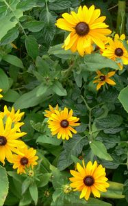 Preview wallpaper rudbeckia, flowers, herbs