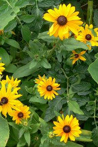 Preview wallpaper rudbeckia, flowers, herbs