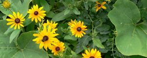 Preview wallpaper rudbeckia, flowers, herbs